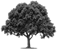 Tree Service | Spiritofexcellencetreeservice.com