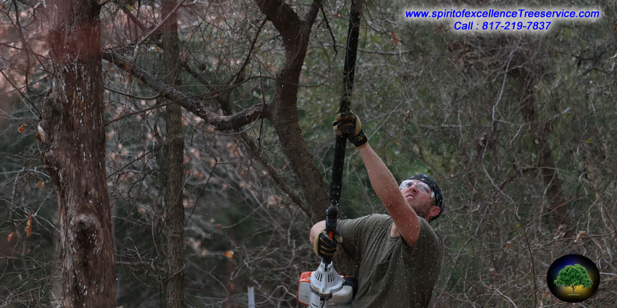 Tree Trimming | Tree Removal | Tree Care | Spirit of Excellence Tree Service.com