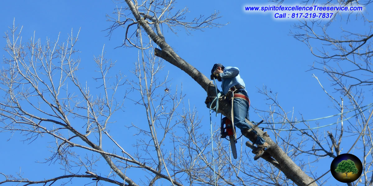 Tree Trimming | Tree Removal | Tree Care | Spirit of Excellence Tree Service.com